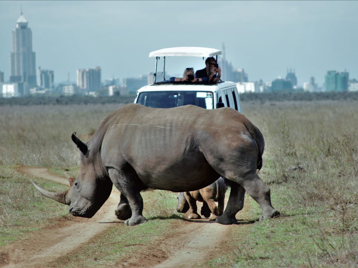 This Safari welcomes you to the flora and fauna of Nairobi National Park'The only city with a park' and the magnificent views of the beautiful infrastructure, landscape and a little taste of nairobi culture.