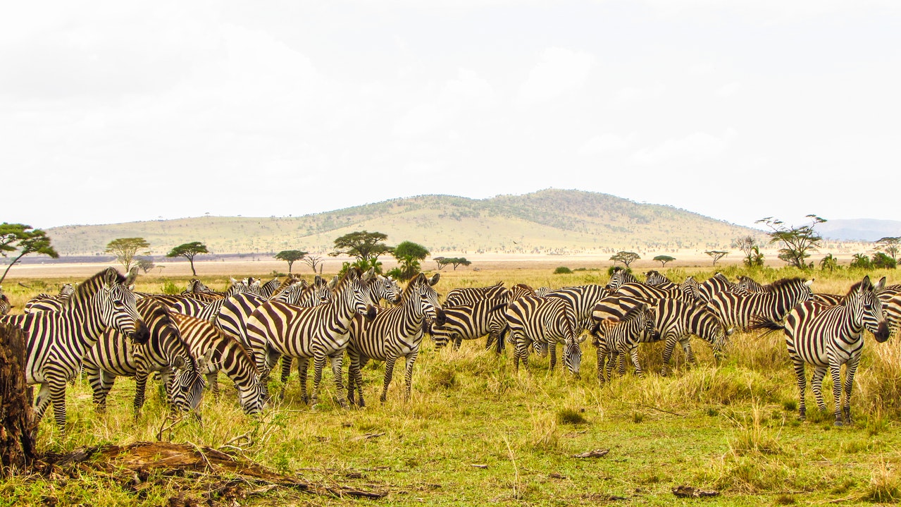 Day 3: Amboseli - Nairobi