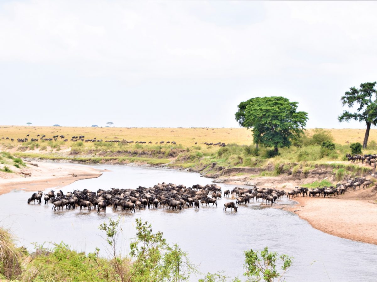 This safari takes you to one of the seven wonders of the world the wildlife haven Masai Mara. Whether you are visiting Kenya for the first time or a repeat visit, our safari is customized to meet your needs be it wildlife or culture.