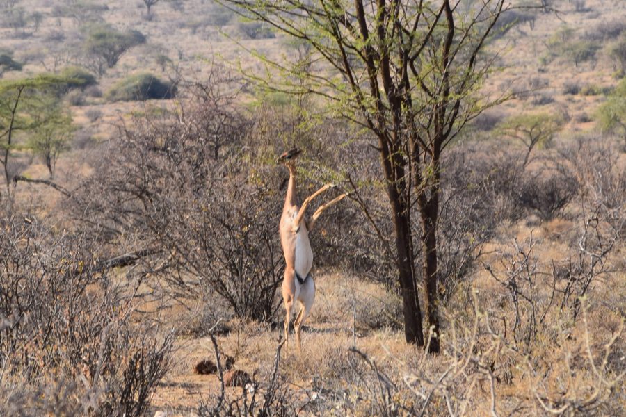 3 Days Samburu Exclusive Safari