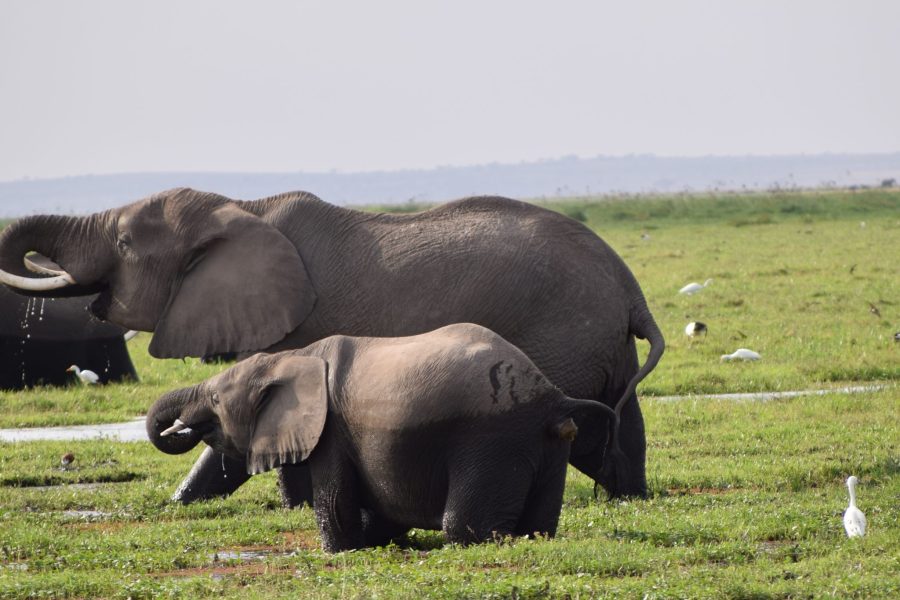 2 Days Amboseli 4×4 Road Safari