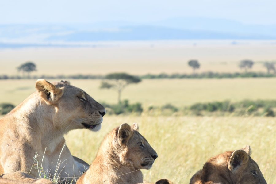 3 Days Maasai Mara Safari