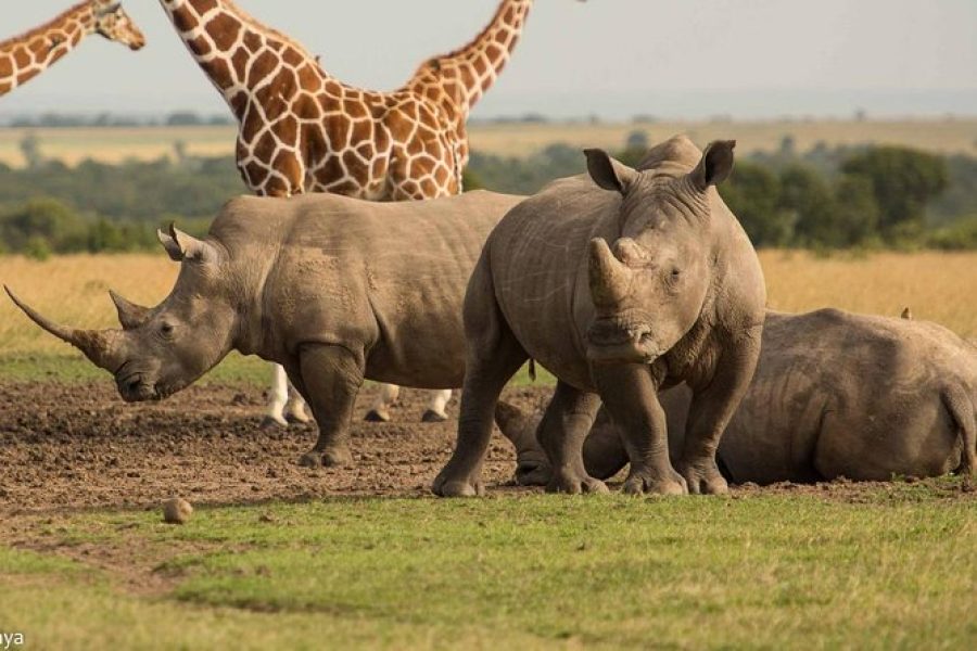 2 Days Ol Pejeta Safari