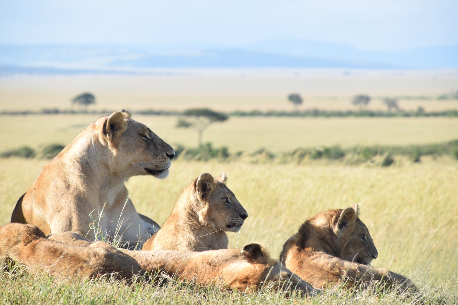 Kenya Safaris