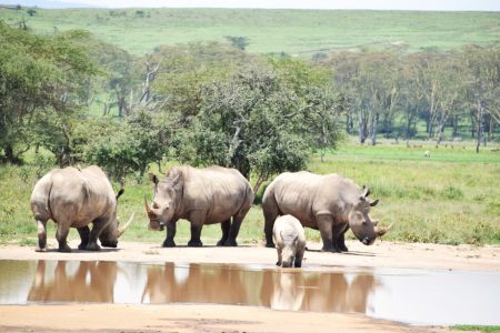 4 Days Masai Mara – Lake Nakuru Adventure Safari