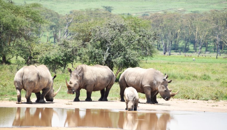 4 Days Masai Mara – Lake Nakuru Adventure Safari