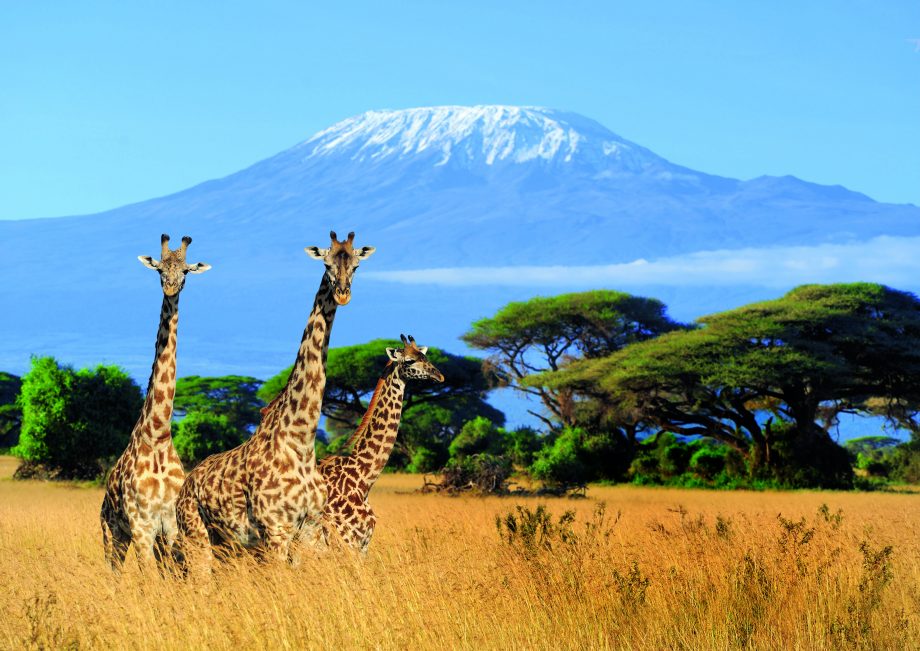 Kenya/Tanzania Safaris