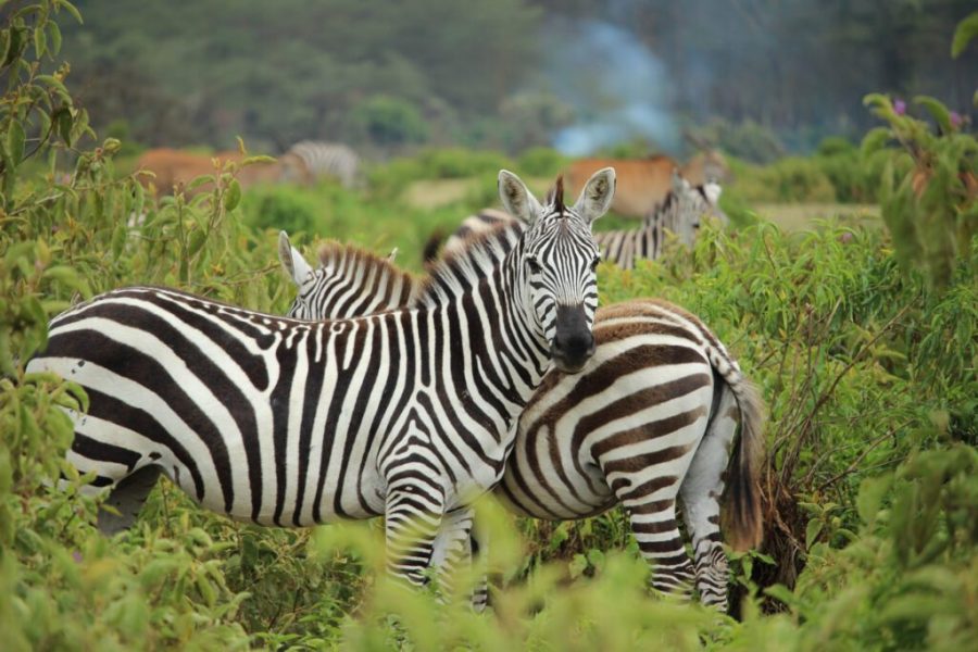 3 Days Meru National Park