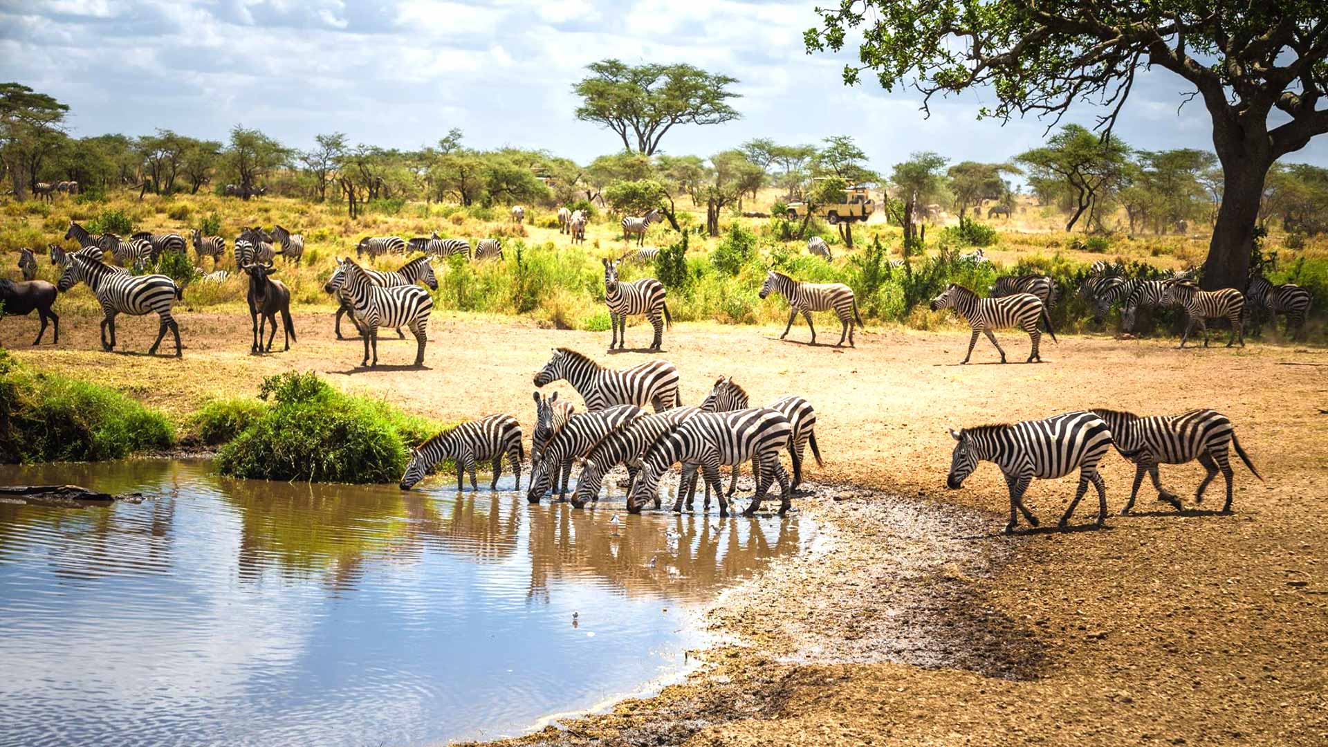 Tanzania Safaris