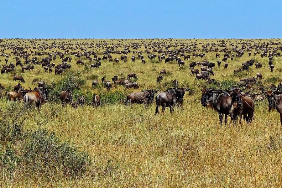 3 Days Serengeti Safari