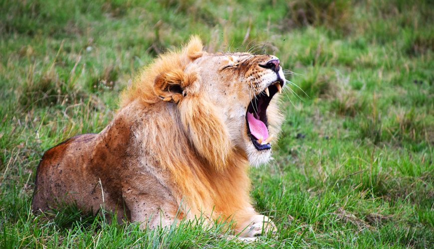 7 Days Amboseli/Lake Naivasha/Lake Nakuru/Masai Mara Safari