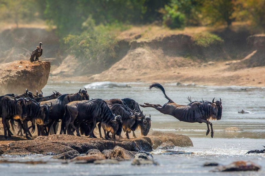 3 Days Serengeti National Park Safari