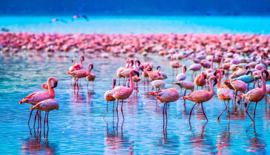 5 Day Tarangire/Lake Manyara/Serengeti and Ngorongoro Safari