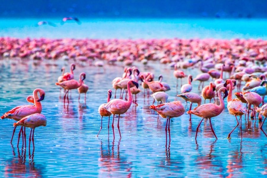 5 Day Tarangire/Lake Manyara/Serengeti and Ngorongoro Safari