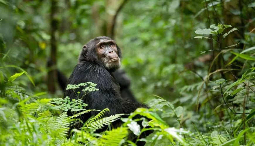 6 Days Best of Uganda Safari