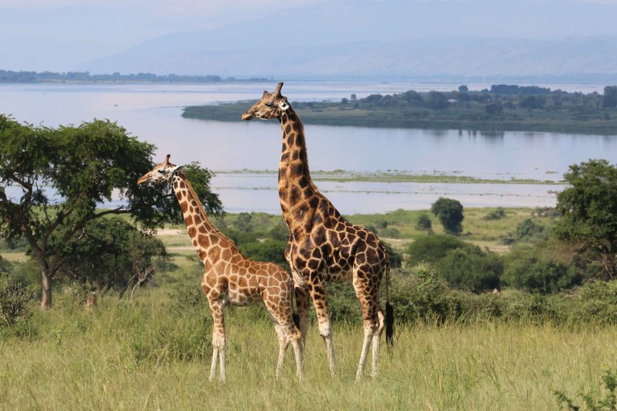 3 Days Murchison Falls National Park